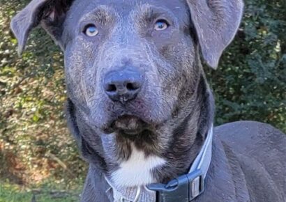 HSEC Pet of the Week: Meet Hank! Would make a GREAT hiking buddy with lots of energy