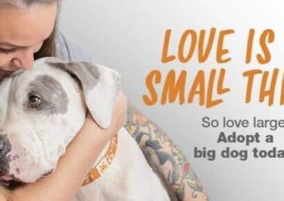 Animal Lovers Answer a Plea for Help from HSEC; Summer Means Many Take Ins but Few Adoptions