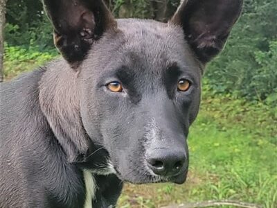 HSEC Pet of the Week is Courtney! Super Sweet, Great with other Dogs