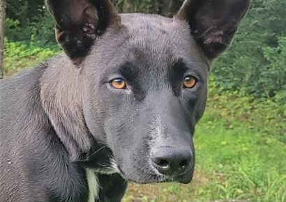 HSEC Pet of the Week is Courtney! Super Sweet, Great with other Dogs