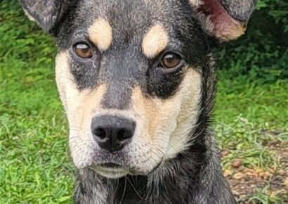 HSEC Pet of the Week: Meet Greta! Great with other Dogs