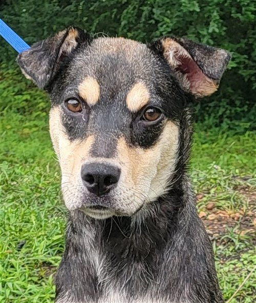 HSEC Pet of the Week: Meet Greta! Great with other Dogs