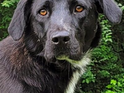 HSEC Pet of the Week: Meet Martha!