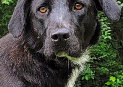 HSEC Pet of the Week: Meet Martha!