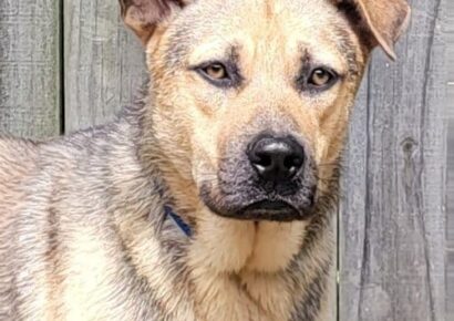 HSEC Pet of the Week is Theo! Fun loving and Happy Guy is waiting for Family