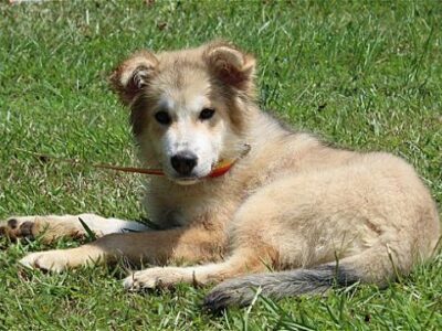 PAHS Pet of the Week: Meet Alaska