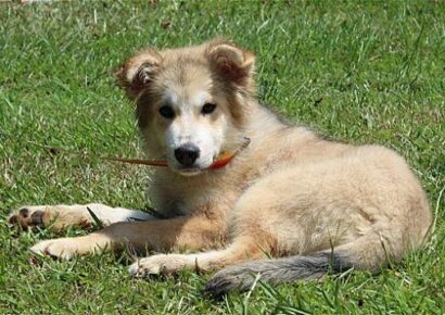 PAHS Pet of the Week: Meet Alaska