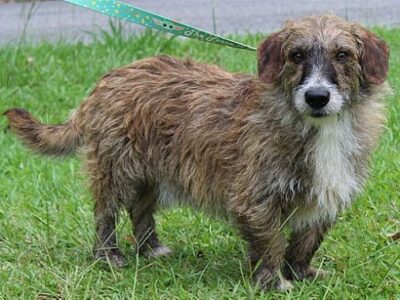 PAHS Pet of the Week: Meet Cooper! He is waiting for a Forever Family