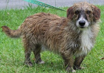 PAHS Pet of the Week: Meet Cooper! He is waiting for a Forever Family