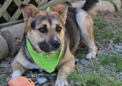 HSEC Pet of the week is April! Super Leash manners, Very Loving