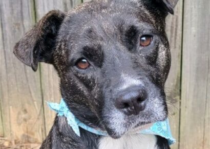 HSEC Pet of the Week is Cola! Incredibly Loving, Excels at playing Fetch