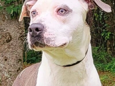 HSEC Pet of the Week: Meet Draco! A Real Sweetheart