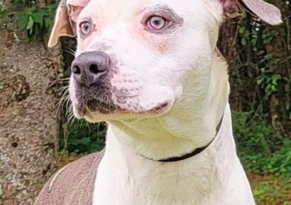 HSEC Pet of the Week: Meet Draco! A Real Sweetheart