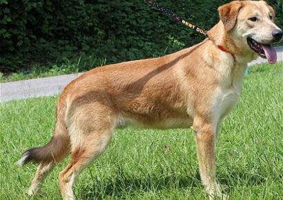 PAHS Pet of the Week is Gray; Very Sweet Guy with Laid Back Attitude