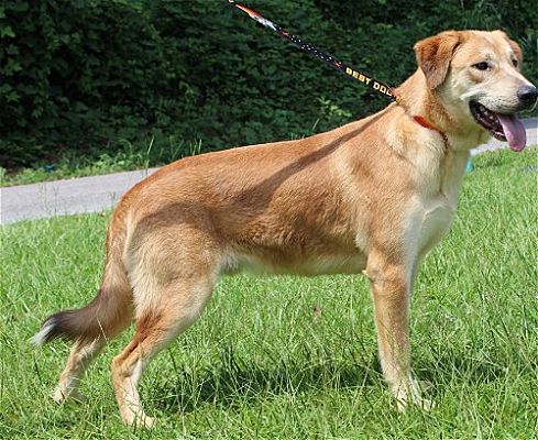 PAHS Pet of the Week is Gray; Very Sweet Guy with Laid Back Attitude