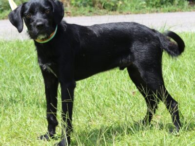 PAHS Pet of the Week is Dutton! Look into those Beautiful Eyes…