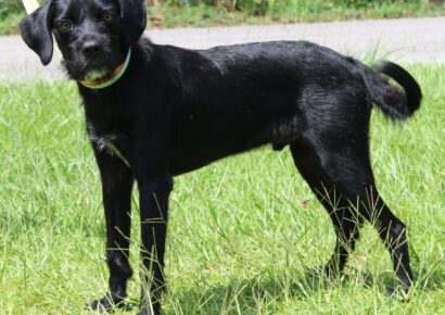 PAHS Pet of the Week is Dutton! Look into those Beautiful Eyes…