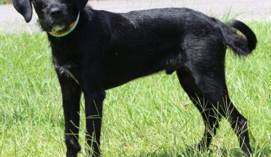 PAHS Pet of the Week is Dutton! Look into those Beautiful Eyes…