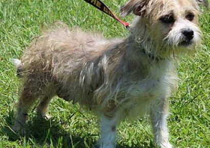 PAHS Pet of the Week is Annabelle! Loving and Sweet and waiting for Family