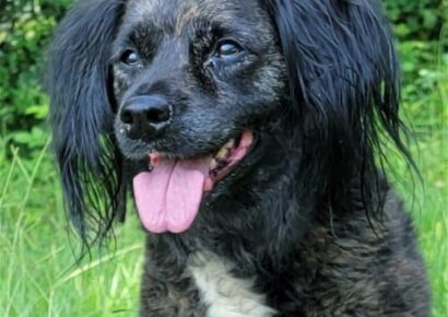 HSEC Pet of the Week is Jackson! A ‘Very Chill Fella’