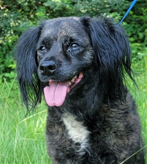 HSEC Pet of the Week is Jackson! A ‘Very Chill Fella’