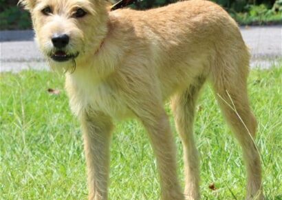 PAHS Pet of the Week is Shaggy! Will Thrive with Kindness!