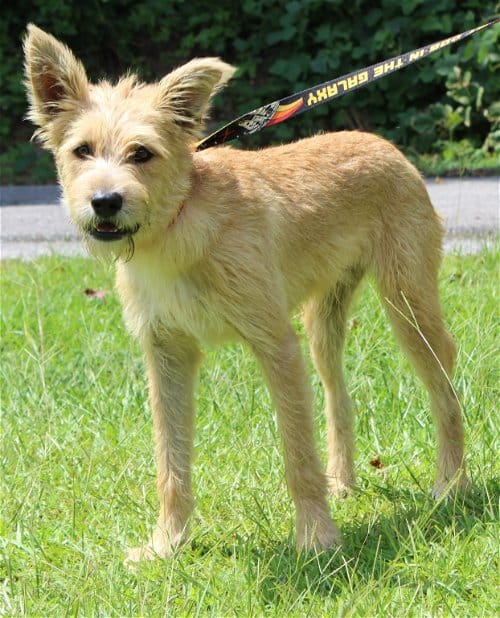 PAHS Pet of the Week is Shaggy! Will Thrive with Kindness!