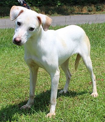 PAHS Pet of the Week is Finn; Good with Dogs and Children