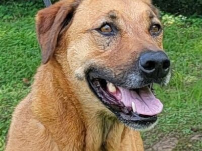 HSEC Pet of the Week is Hadley; Perfect Lady, good with Children