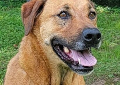 HSEC Pet of the Week is Hadley; Perfect Lady, good with Children