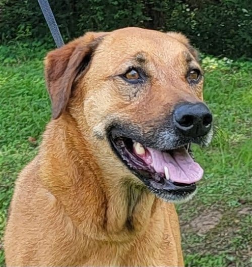 HSEC Pet of the Week is Hadley; Perfect Lady, good with Children