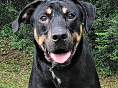 HSEC Pet of the Week is JJ: Loves people, other Dogs and Very Playful