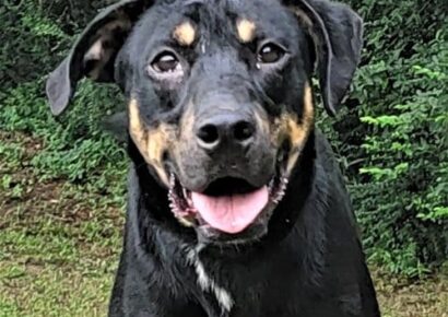 HSEC Pet of the Week is JJ: Loves people, other Dogs and Very Playful