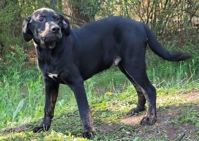 HSEC Pet of the Week: Meet Pope!