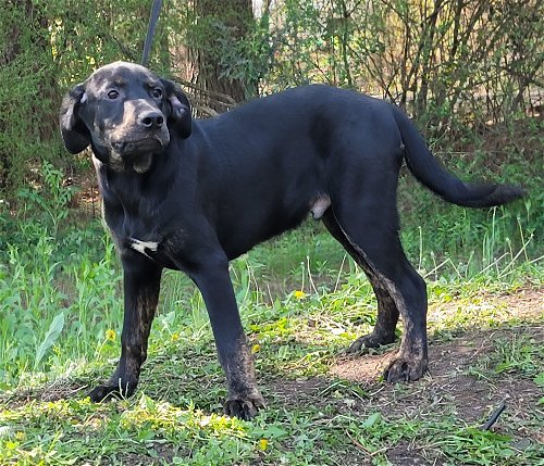 HSEC Pet of the Week: Meet Pope!