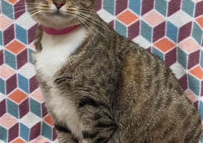 HSEC Pet of the Week is Sabrina! Great with Children
