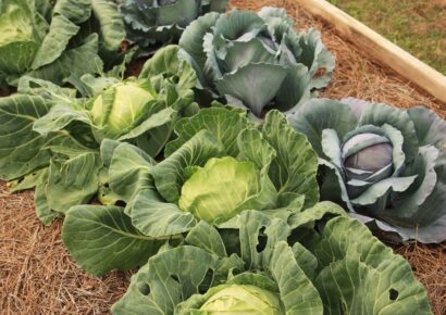 Consider Planting a Fall Vegetable Garden