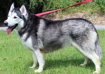 Autauga County Pet of the Week