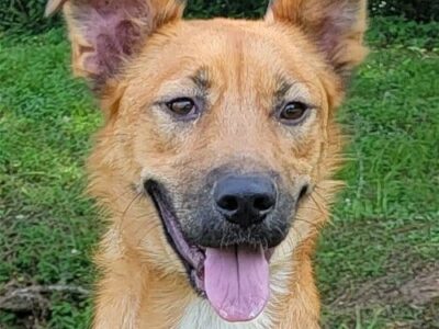 Meet Pongo, HSEC’s Pet of the Week!