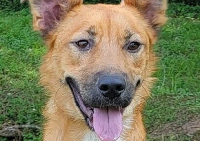 Meet Pongo, HSEC’s Pet of the Week!