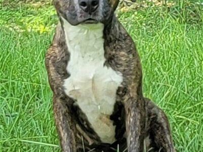 Pet of the Week-Humane Society of Elmore County