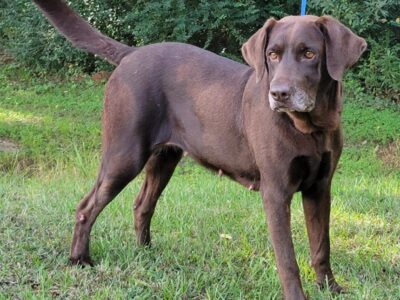 HSEC Pet of the Week is Suzie! Beautiful Chocolate Lab Looking for Forever Home