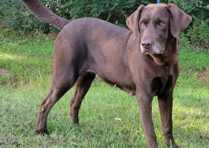 HSEC Pet of the Week is Suzie! Beautiful Chocolate Lab Looking for Forever Home