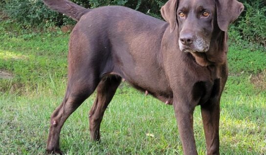 HSEC Pet of the Week is Suzie! Beautiful Chocolate Lab Looking for Forever Home