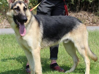 PAHS Pet of the Week is Roscoe! High Energy and Friendly Pure-Bred German Shepherd