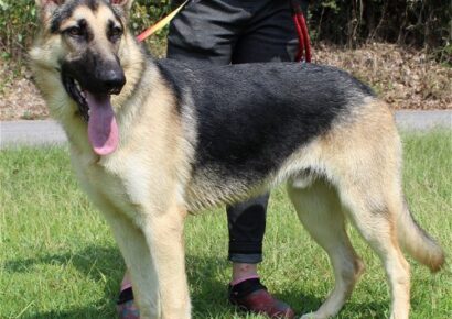 PAHS Pet of the Week is Roscoe! High Energy and Friendly Pure-Bred German Shepherd
