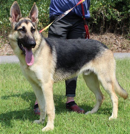 PAHS Pet of the Week is Roscoe! High Energy and Friendly Pure-Bred German Shepherd