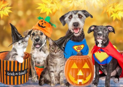 Pet Palooza this Weekend; Today’s the Last Day for Vendor Sign-ups