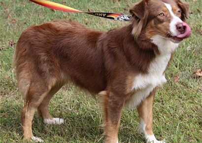 PAHS Pet of the Week is Belle; Beautiful Girl Good with Dogs, Children