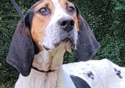 HSEC Pet of the Week: Meet Clementine the Tree Walker Coonhound